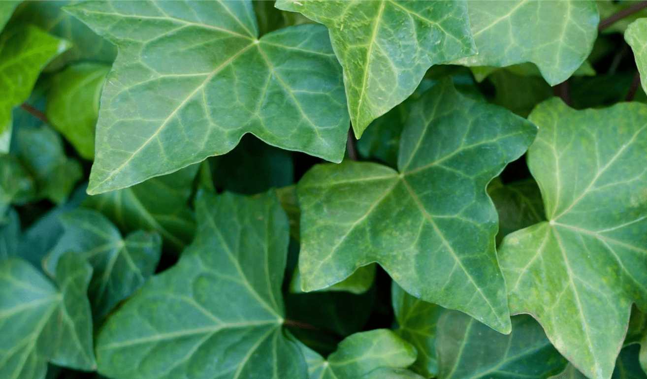 English Ivy Leaf For Mucus and Cough